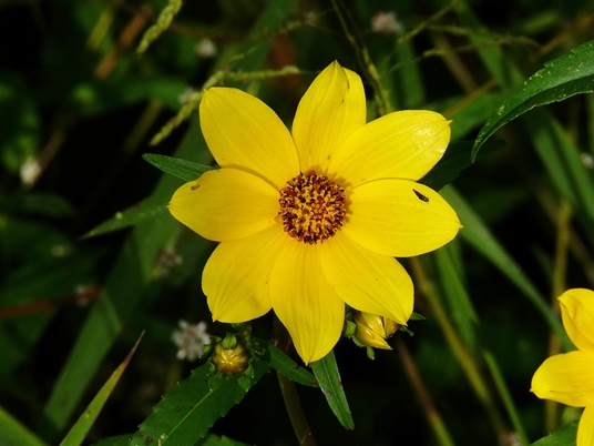 {Bidens laevis}